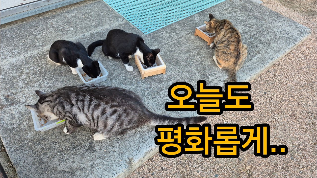 두가족 네마리의 평화로운 하루