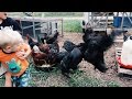 Will My Roosters Fight To The Death?