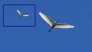 Snowy Egrets in the Thick of the Shrub at Cypress Wetlands Port Royal S.C. 2024 Breeding Season.