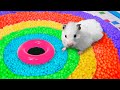 DIY Hamster Maze | Rainbow Pool image