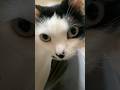 帰宅したら猫がいるってこんな感じ