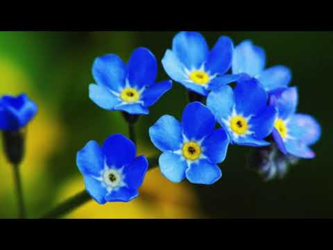 Watch @ionbogdanstefanescu  Violeta Dinescu - Forgetmenot on YouTube