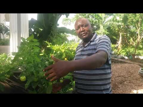 Video: Uzazi Wa Dracaena Nyumbani (picha 48): Jinsi Ya Kueneza Mmea Kwa Kutumia Vipandikizi Vya Apical Na Njia Zingine? Unamweka Vipi? Utunzaji Wa Miche