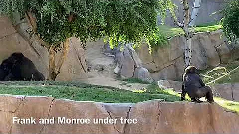 Gorilla Winston family 🦍ゴリラウィンストン家族　San Diego Safari Park