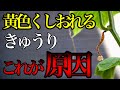 【きゅうり】実が黄色くなりしおれる原因について解説します