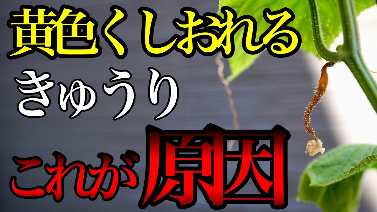 【きゅうり】実が黄色くなりしおれる原因について解説します