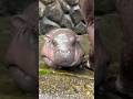 Is Mars the Pygmy Hippo the Heir to Viral Star Moo Deng? 🌟
