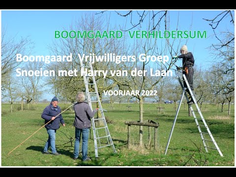 Video: Belle De Louvain plommonträd: Att odla ett Belle De Louvain plommon