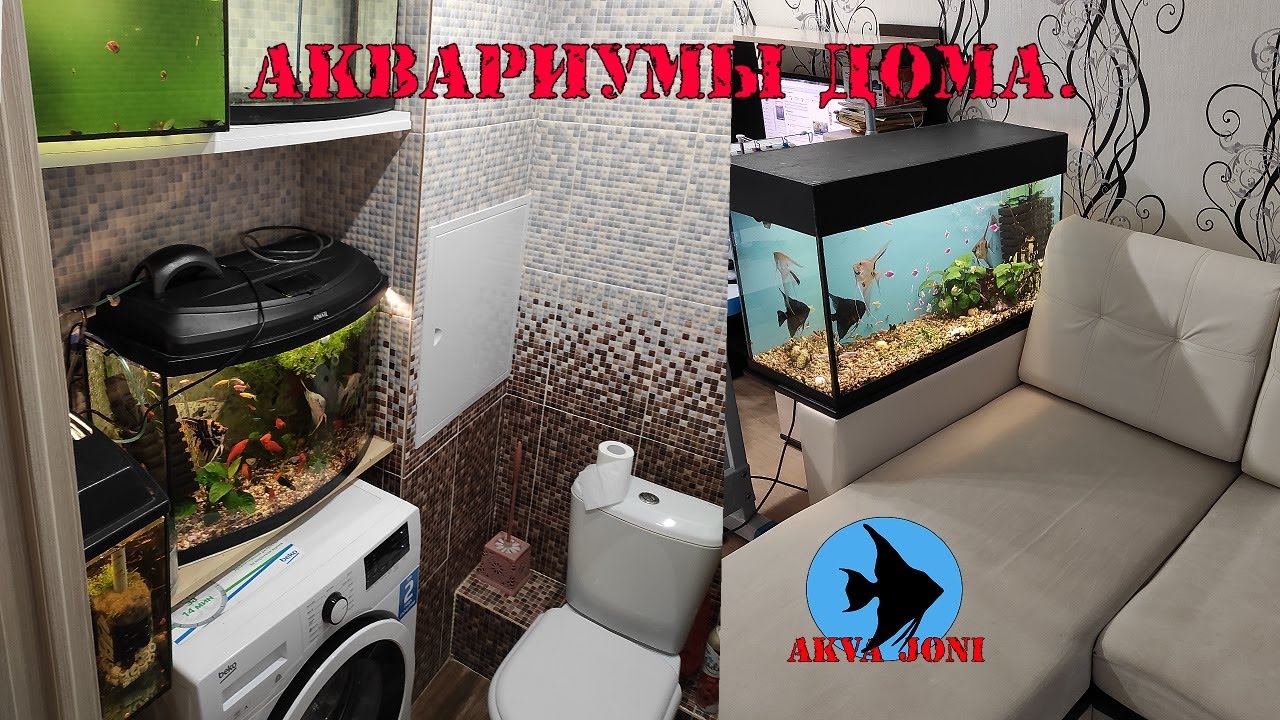 Аквариумы дома. - YouTube