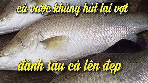 Kích cá nước mặn | cá vược khủng nổi đẹp ,cá đối vớt ko hết kịp lh 0989897780
