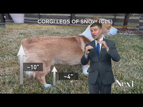 The best (furry, four-legged) snow measuring technique in Denver