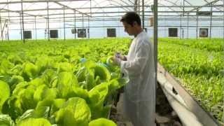 Hydroponic lettuce greenhouse factory --  Automated