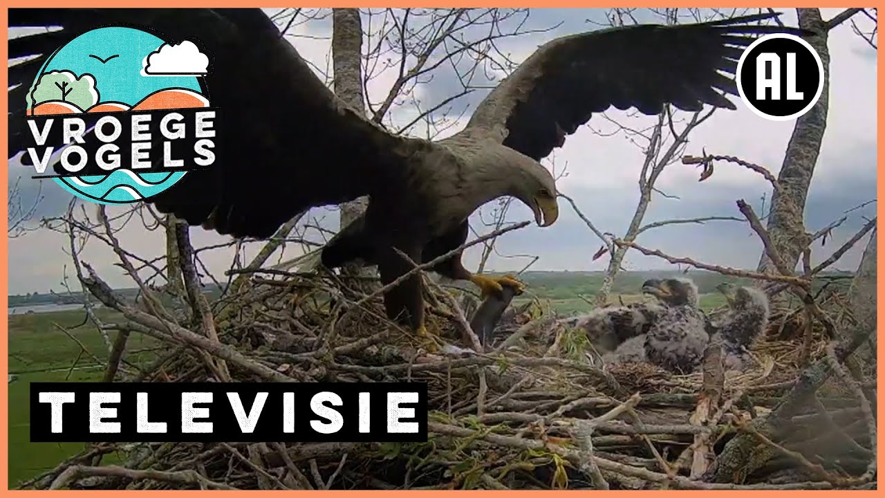 Beleef de Lente # 8 | TV | Vroege Vogels