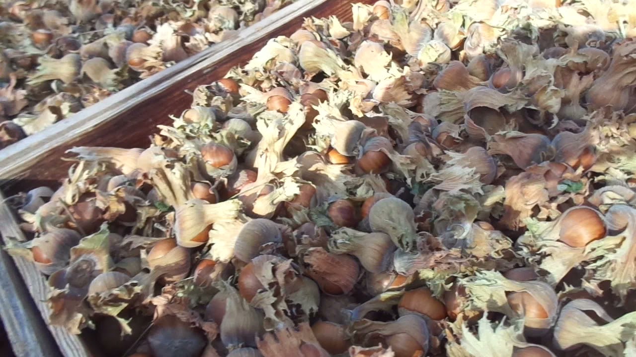 Урожай фундука. Кизил лучше винограда. Прививка и отводки.