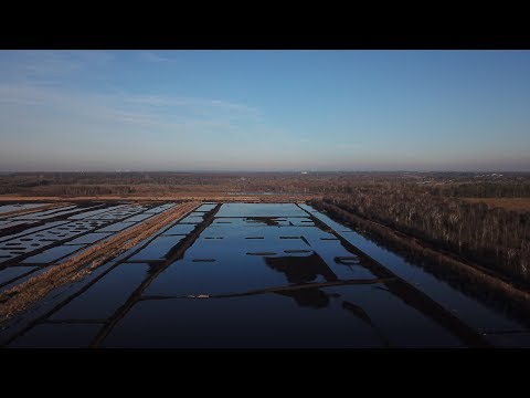Kampfstern 'Himmelmoor' -