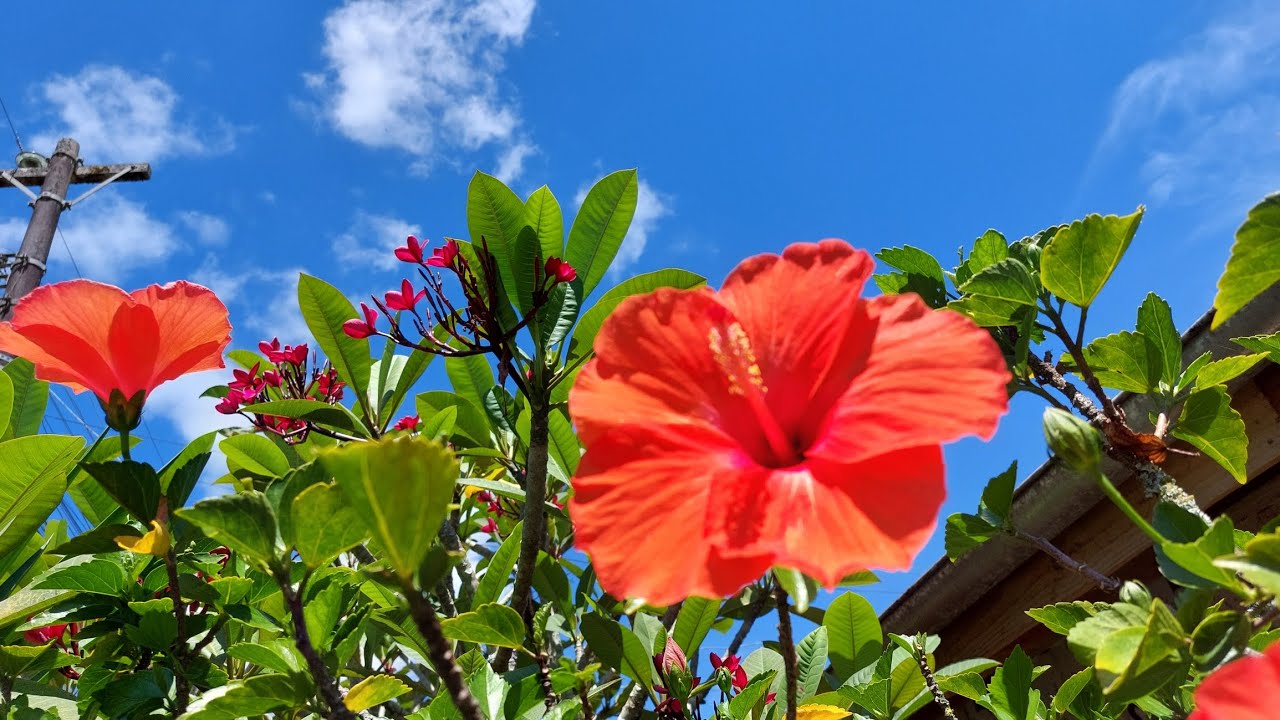 Olá! Bem vindos! Vocês conhecem a Pagoda nossa que linda flor,cacto com flor e muito mais.