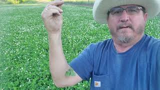 2021 Maintaining my Chicory. Alfalfa and Whitetail Institute Clover Food Plot