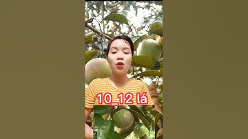 Công dụng của lá vú sữa #shorts #thanhdongvlog