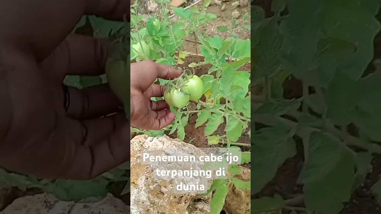 Penemuan cabe terpanjang zaman kuno Penemuan cabe terpanjang zaman kuno