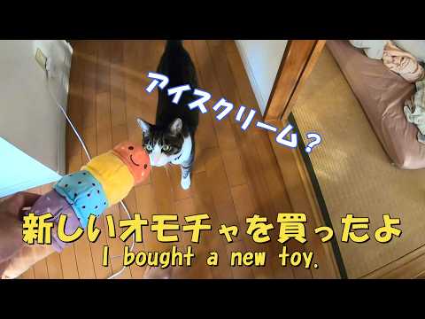 新しいオモチャを買ったよ　暴れ猫/保護猫ハナ♂