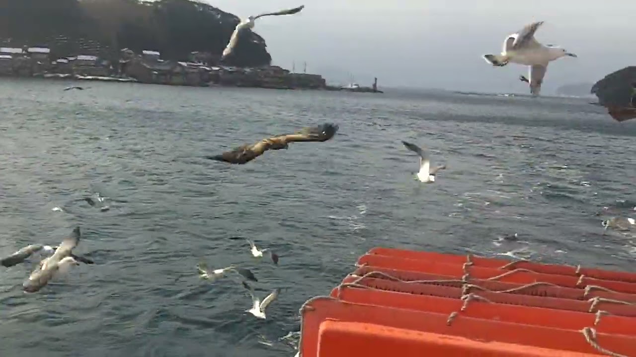Seagulls chasing boat