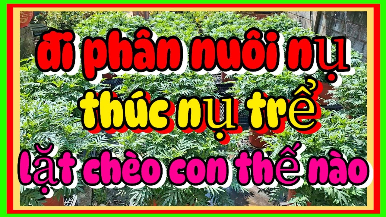 Đổi phân nuôi nụ thúc nụ trể lặt chèo con vạn thọ tết 2026