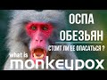 ВСЕ ЧТО НУЖНО ЗНАТЬ ОБ ОСПЕ ОБЕЗЬЯН. Симптомы, распространение, лечение