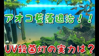 【アクアリウム】アオコ・藍藻撃退！！殺菌灯の効果は？【テトラUV殺菌灯６０】