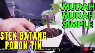 Cara Mudah Stek Pohon Tin 9999% Hidup | Cara Stek Batang Pohon tin | stek pohon tin