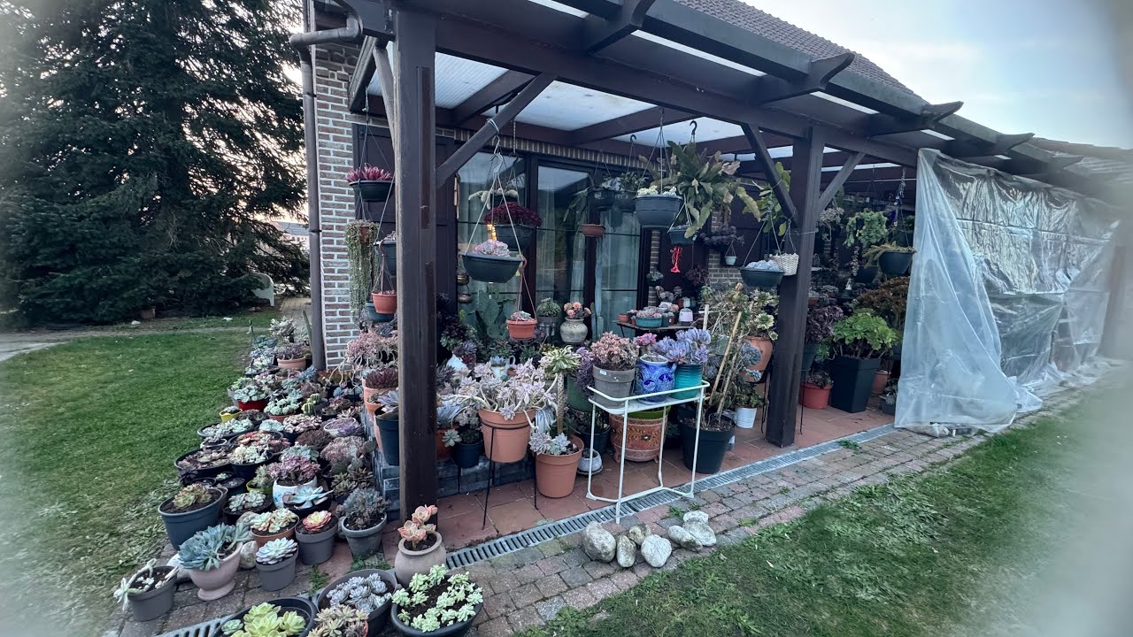 BAHARDA SUKULENTLERİ YENİ HAVA DURUMUNA NASIL ALIŞTIRABİLİRİZ ? #sukulentbakımı 