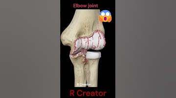 Elbow Joint (Animation) #shorts #animation   #anatomy #creator #science