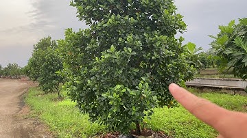 Vườn cây Sakê, chắc anh em chưa biết trái này vẫn bán được