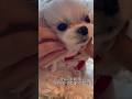 강아지마사지 2배속#강아지천국 #마사지받는강아지 #강아지일상 #귀여워 #maltese #puppy