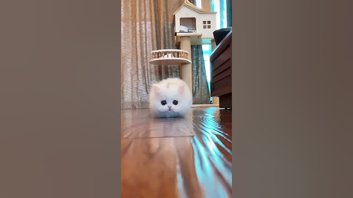 Video 3343101: funny cat reaction kittens, funny cats cutest kittens, cat kitten cute funny, cute small cat, small white cat