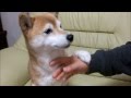 寝起きの柴犬いちごとパパ Shiba Inu and owner in morning