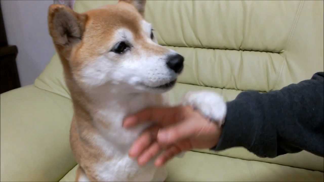 寝起きの柴犬いちごとパパ ペットメディアlotty ロッティ