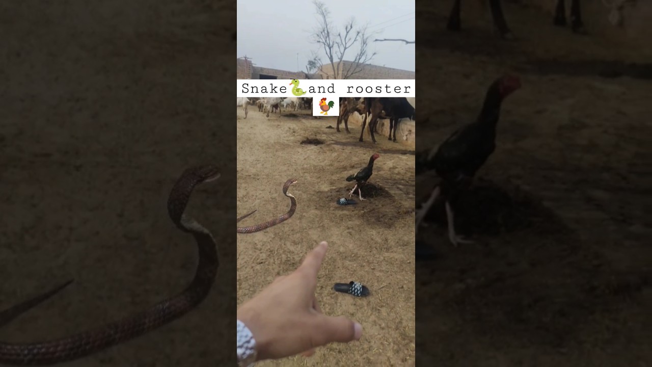 Snake 🐍 and rooster 🐓 fight 😱😱