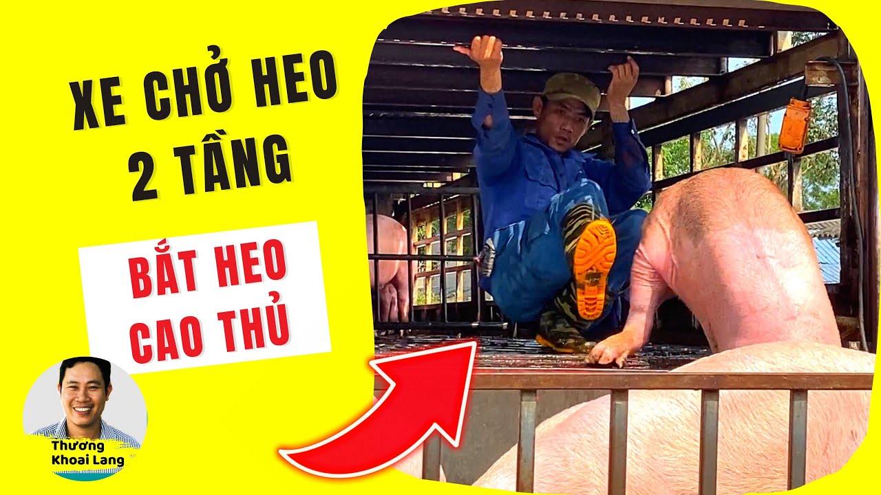 Cao thủ bắt heo trên xe chở heo 2 tầng | Thương Khoai Lang - YouTube