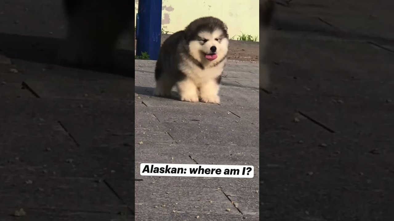 Cute Clumsy Fluff Ball