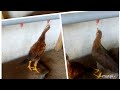 how to do water feeding in chicken cage