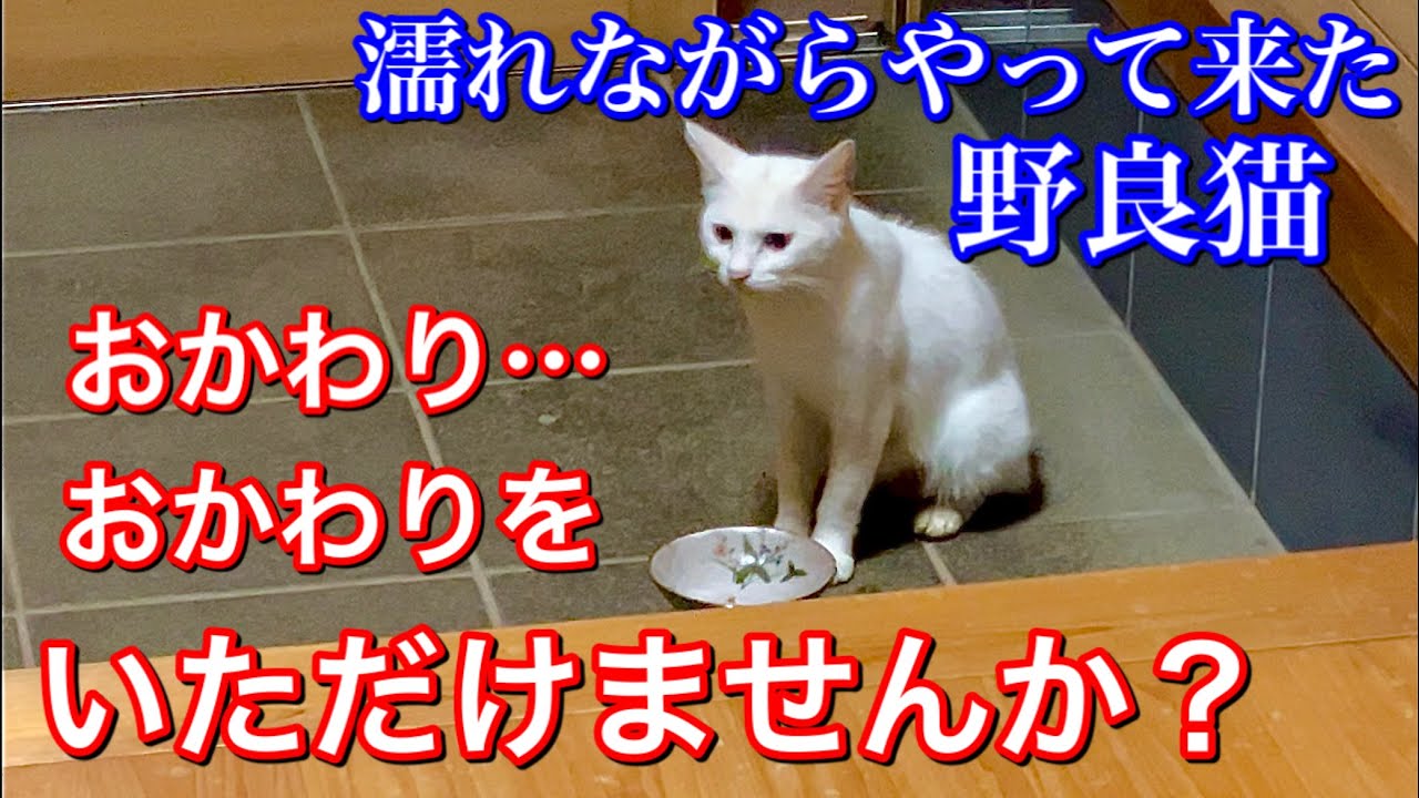 雨の中 濡れながらやって来た野良猫を招き入れてご飯を食べさせた Youtube 雨の中 濡れながらやって来た野良猫を招き入れてご飯を食べさせた Youtube