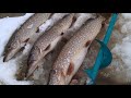 Рыбалка в Ленобласти #4 оз.Хвойлово