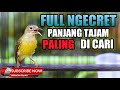 KOLIBRI MANGGAR BETINA GACOR - SUARA KOLIBRI WICEH BETINA - KORLAP KOLIBRI KELAPA BETINA GACOR !!