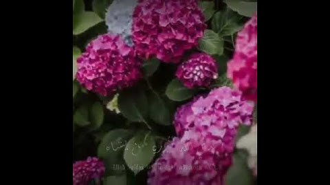 تلاوة خاشعه القارئ عبد الله موسى حالات واتس اب قرآن