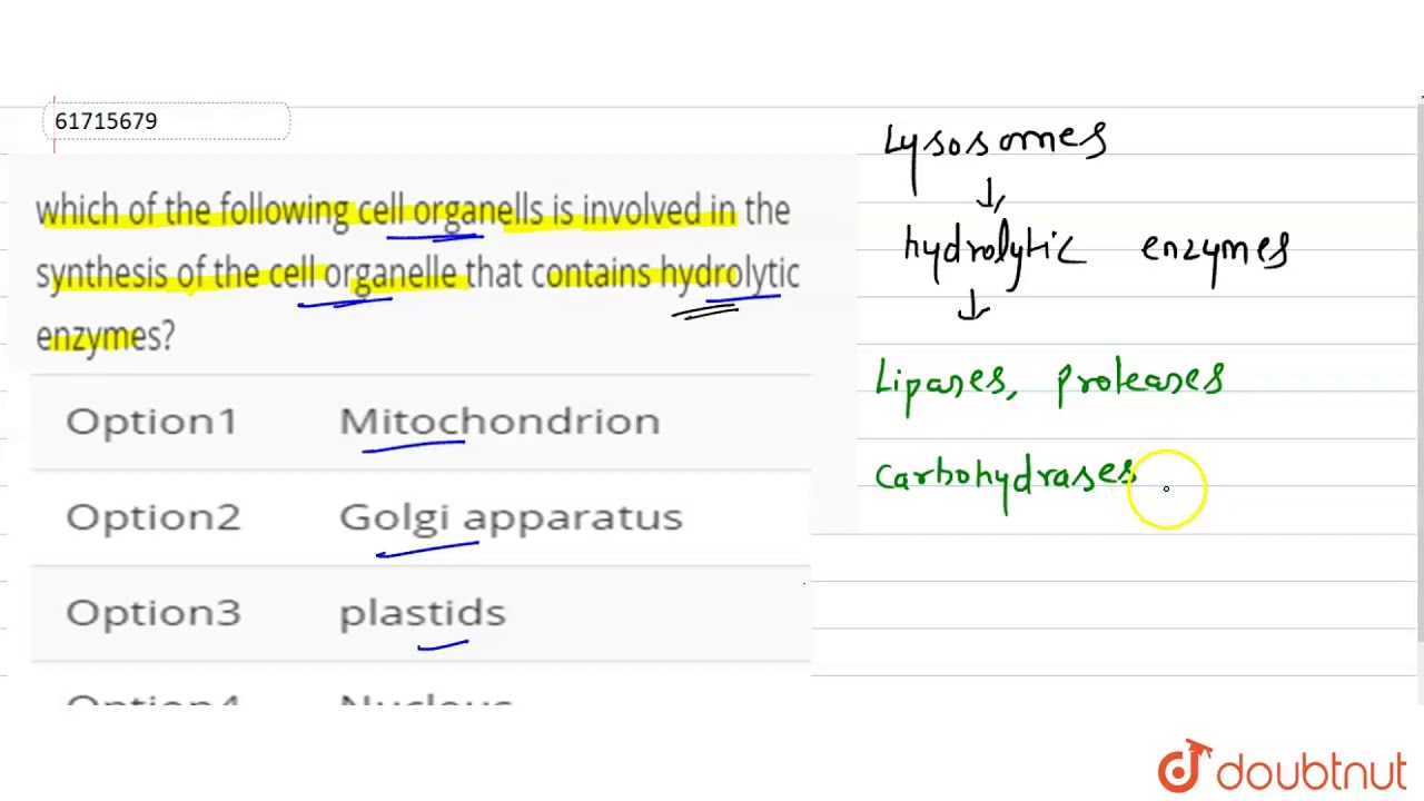 Which Of The Following Cell Organells Is Involved In The Synthesis Of -  Youtube Which Of The Following Cell Organells Is Involved In The Synthesis Of -  Youtube