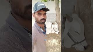 ఫార్మర్ 🌾#trending #trending shorts #farmar #farm life#subscribe#agriculture @HelloFarmar-chinna