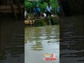 kolam kaliwiro lomba mancing ikan bawal dan nila #shorts