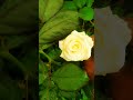 white rose 🌹
