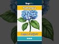 🇬🇧🇮🇳 hydrangea - ஹைட்ரேஞ்சா : learn English : ஆங்கிலம் கற்போம்