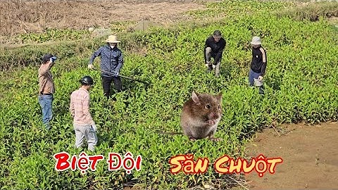 Đi Tát Vét Gặp Đúng Biệt Đội S.ă.n Chuột Đồng / HIỆP CUỘI TV